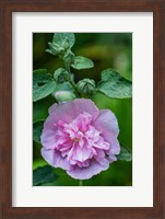 Pink Hollyhock Fine Art Print