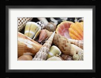 Tropical Shell Still-Life 1 Fine Art Print