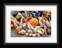 Tropical Shell Still-Life 2 Fine Art Print