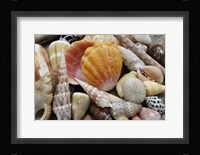 Tropical Shell Still-Life 3 Fine Art Print