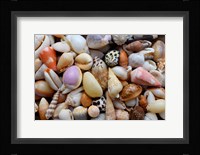 Tropical Shell Still-Life 4 Fine Art Print