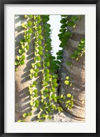 Madagascar Spiny Forest, Anosy - Ocotillo Plants With Leaves Sprouting From Their Trunks Fine Art Print