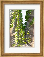 Madagascar Spiny Forest, Anosy - Ocotillo Plants With Leaves Sprouting From Their Trunks Fine Art Print