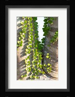 Madagascar Spiny Forest, Anosy - Ocotillo Plants With Leaves Sprouting From Their Trunks Fine Art Print