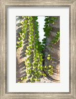 Madagascar Spiny Forest, Anosy - Ocotillo Plants With Leaves Sprouting From Their Trunks Fine Art Print
