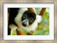 Madagascar, Lake Ampitabe, Headshot Of The Showy Black-And-White Ruffed Lemur Fine Art Print