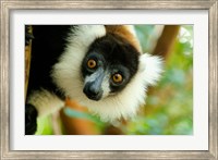 Madagascar, Lake Ampitabe, Headshot Of The Showy Black-And-White Ruffed Lemur Fine Art Print