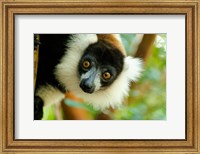 Madagascar, Lake Ampitabe, Headshot Of The Showy Black-And-White Ruffed Lemur Fine Art Print