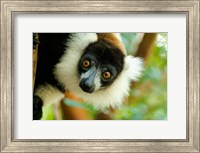 Madagascar, Lake Ampitabe, Headshot Of The Showy Black-And-White Ruffed Lemur Fine Art Print