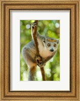 Madagascar, Lake Ampitabe, Female Crowned Lemur Has A Gray Head And Body With A Rufous Crown Fine Art Print