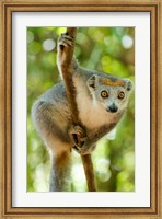 Madagascar, Lake Ampitabe, Female Crowned Lemur Has A Gray Head And Body With A Rufous Crown Fine Art Print