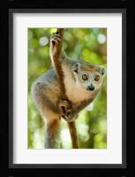 Madagascar, Lake Ampitabe, Female Crowned Lemur Has A Gray Head And Body With A Rufous Crown Fine Art Print