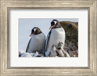 Antarctica, Antarctic Peninsula, Brown Bluff Gentoo Penguin With Three Chicks Fine Art Print
