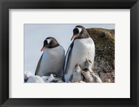 Antarctica, Antarctic Peninsula, Brown Bluff Gentoo Penguin With Three Chicks Fine Art Print