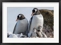 Antarctica, Antarctic Peninsula, Brown Bluff Gentoo Penguin With Three Chicks Fine Art Print