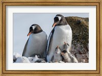 Antarctica, Antarctic Peninsula, Brown Bluff Gentoo Penguin With Three Chicks Fine Art Print