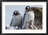 Antarctica, Antarctic Peninsula, Brown Bluff Gentoo Penguin With Three Chicks Framed Print