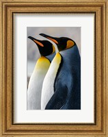 South Georgia Island, St Andrews Bay King Penguins Fine Art Print