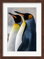 South Georgia Island, St Andrews Bay King Penguins Fine Art Print