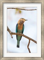 India, Madhya Pradesh, Bandhavgarh National Park An Indian Roller Posing On A Tree Branch Fine Art Print