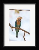 India, Madhya Pradesh, Bandhavgarh National Park An Indian Roller Posing On A Tree Branch Fine Art Print