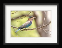 India, Madhya Pradesh, Bandhavgarh National Park Portrait Of An Indian Roller Fine Art Print