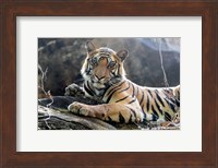 India, Madhya Pradesh, Bandhavgarh National Park A Young Bengal Tiger Resting On A Cool Rock Fine Art Print