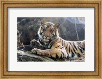 India, Madhya Pradesh, Bandhavgarh National Park A Young Bengal Tiger Resting On A Cool Rock Fine Art Print