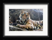 India, Madhya Pradesh, Bandhavgarh National Park A Young Bengal Tiger Resting On A Cool Rock Fine Art Print