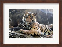 India, Madhya Pradesh, Bandhavgarh National Park A Young Bengal Tiger Resting On A Cool Rock Fine Art Print