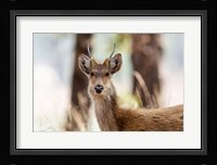 India, Madhya Pradesh, Kanha National Park Headshot Of A Young Male Barasingha Fine Art Print
