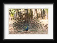 India, Madhya Pradesh, Kanha National Park A Male Indian Peafowl Displays His Brilliant Feathers Fine Art Print