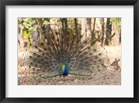 India, Madhya Pradesh, Kanha National Park A Male Indian Peafowl Displays His Brilliant Feathers Fine Art Print