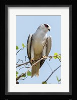 India, Madhya Pradesh, Kanha National Park Portrait Of A Black-Winged Kite On A Branch Fine Art Print