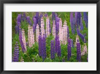 New Zealand, South Island Lupine Flower Scenic Fine Art Print