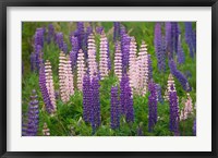 New Zealand, South Island Lupine Flower Scenic Fine Art Print