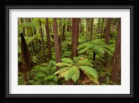 Redwoods Treewalk At The Redwoods, Rotorua, North Island, New Zealand Fine Art Print