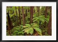 Redwoods Treewalk At The Redwoods, Rotorua, North Island, New Zealand Fine Art Print