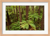 Redwoods Treewalk At The Redwoods, Rotorua, North Island, New Zealand Fine Art Print