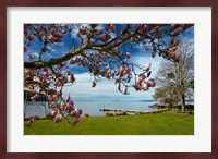Magnolia Tree In Bloom, And Lake Taupo, Braxmere, Tokaanu, Near Turangi, North Island, New Zealand Fine Art Print