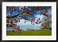 Magnolia Tree In Bloom, And Lake Taupo, Braxmere, Tokaanu, Near Turangi, North Island, New Zealand Fine Art Print