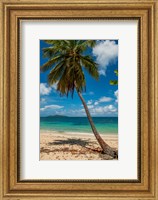 Cramer Park Beach, St Croix, US Virgin Islands Fine Art Print