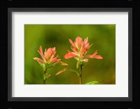 Jasper National Park, Alberta, Canada Red Indian Paintbrush Wildflower Fine Art Print