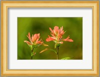 Jasper National Park, Alberta, Canada Red Indian Paintbrush Wildflower Fine Art Print