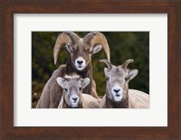 Alberta, Jasper Bighorn Sheep Ram With Juveniles Fine Art Print
