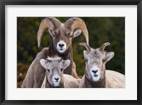 Alberta, Jasper Bighorn Sheep Ram With Juveniles Fine Art Print