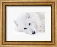 Alberta, Yamnuska Wolfdog Sanctuary White Wolfdog Portrait Fine Art Print