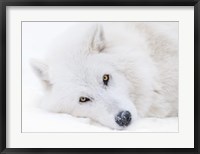 Alberta, Yamnuska Wolfdog Sanctuary White Wolfdog Portrait Fine Art Print