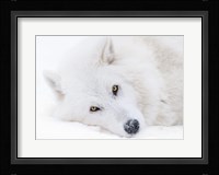 Alberta, Yamnuska Wolfdog Sanctuary White Wolfdog Portrait Fine Art Print