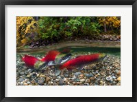 British Columbia, Adams River Sockeye Salmon Split Shot Fine Art Print